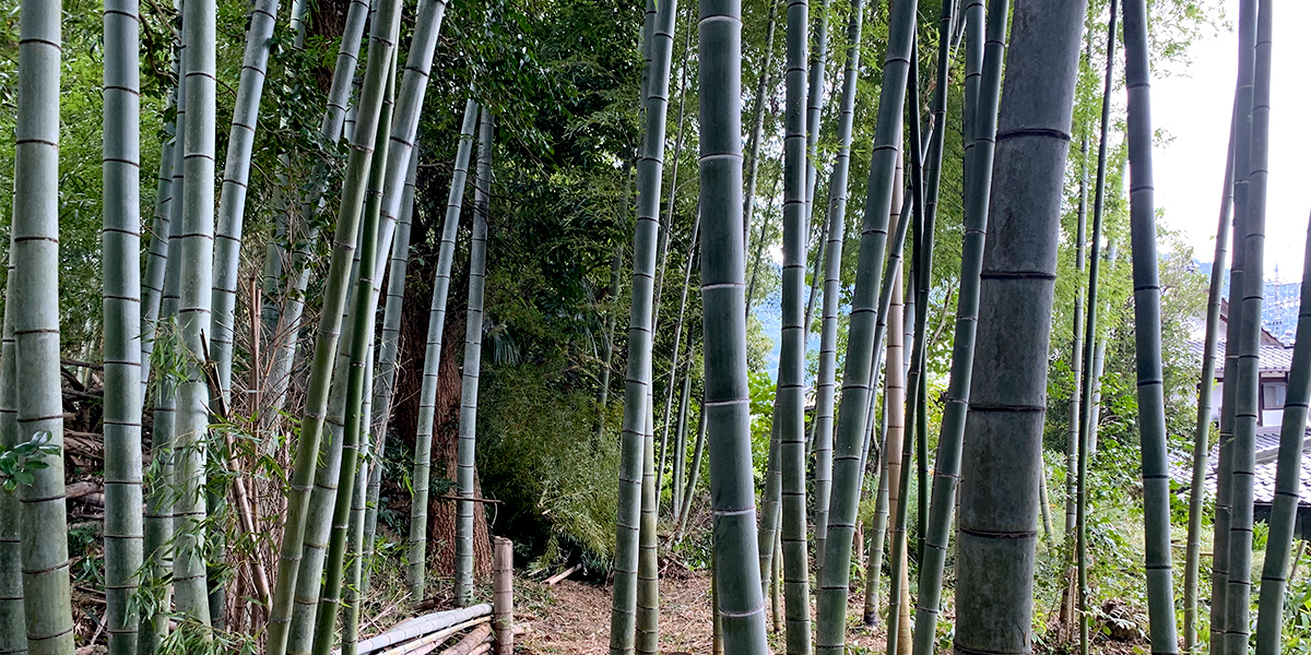 伐採・抜根 